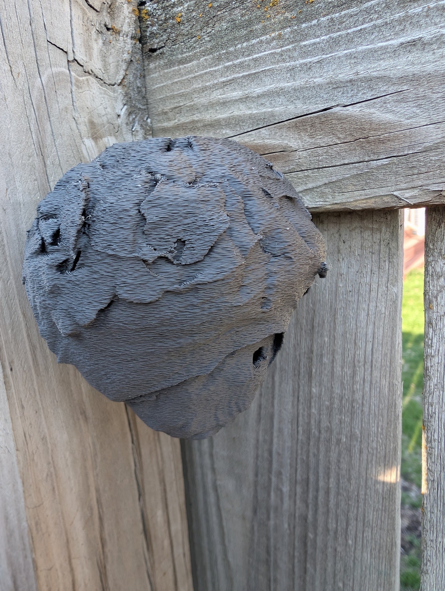 Fake Wasp Nest Determent