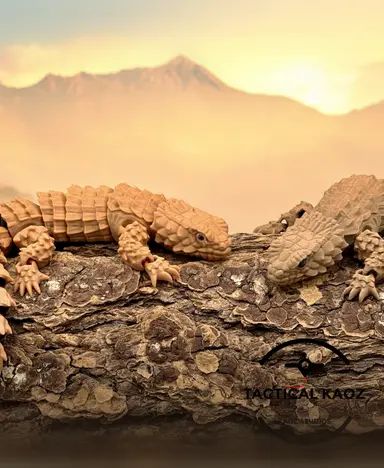 Armadillo Girdled Lizards