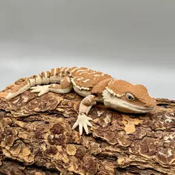 Bearded Dragons