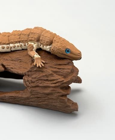 Earless Monitor Lizard