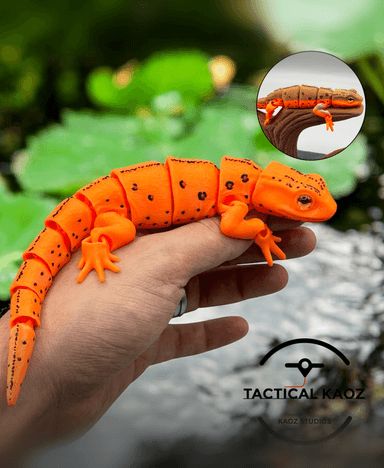 Eastern Red Spotted Newt