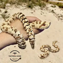 Hognose Snake