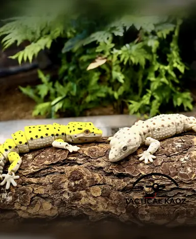 Leopard Geckos