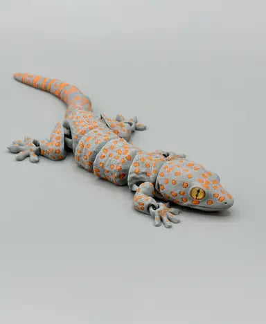 Tokay Gecko