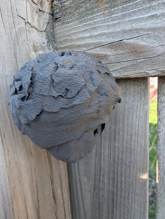 Fake Wasp Nest Determent